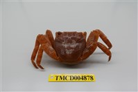 藏品(白紋方蟹)的圖片